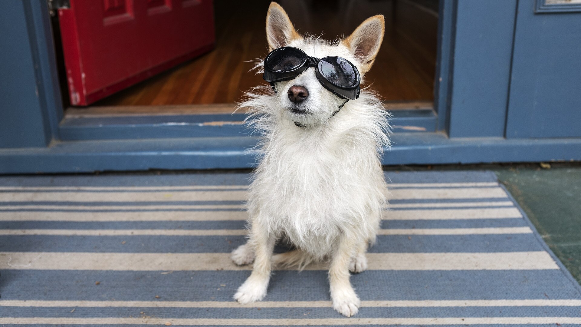 Joy Lewis' dog