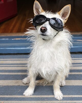 Joy Lewis' dog